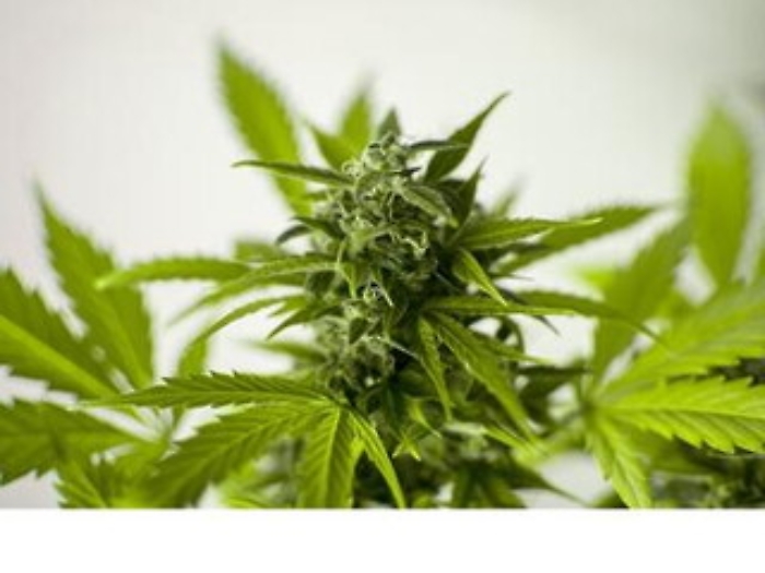 Aumentano i negozi di cannabis legale a Milano nonostante le limitazioni del governo