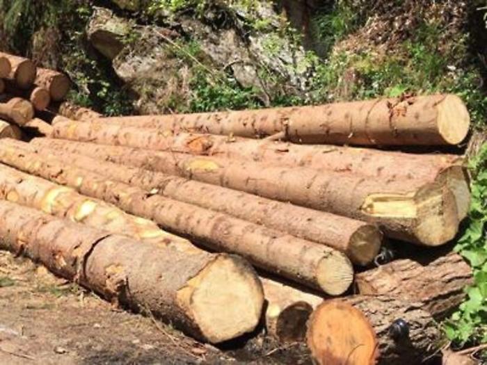 Filiera corta, territorio e ambiente: il progetto 'Legno Clima'