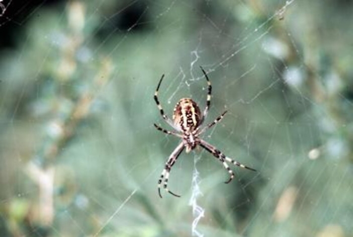 Salute: l'esperto, occhio al ragno violino, boom di morsi