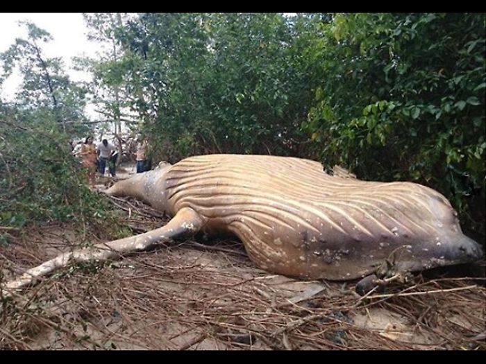Balena trovata a 15 metri dalla spiaggia