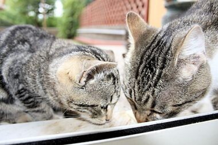 Licata, gattini in calore gli danno fastidio: uno lo uccide, l'altro lo ferisce