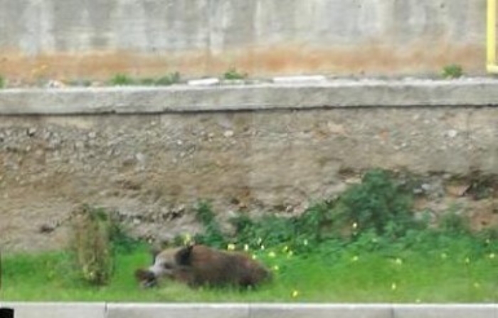 Altro cinghiale in giro per Palermo: avvistato in viale dell'Olimpo