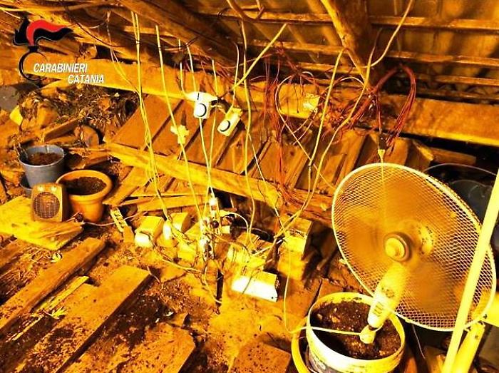 Catania, a San Cristoforo la casa abbandonata era diventata una serra di marijuana