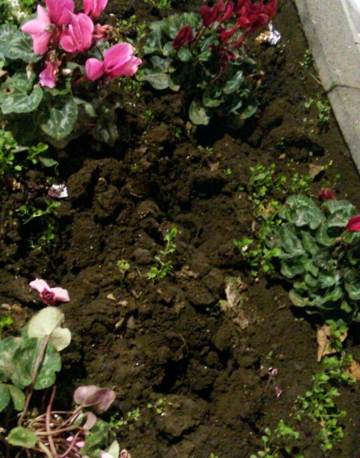 Furto di piantine dall'aiuola: accade in via Etnea a Catania