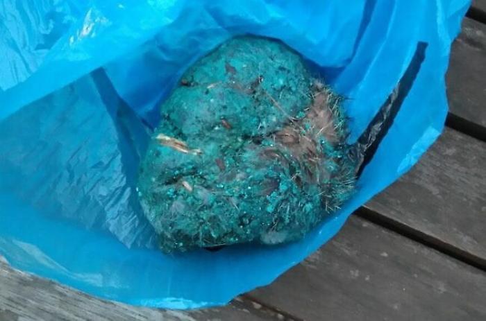 Due cani randagi trovati avvelenati a Castelvetrano: spariti altre tre