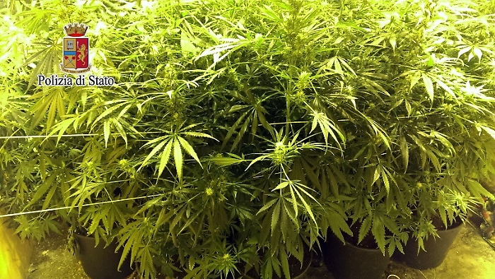 Palermo, coltivava marijuana a casa: arrestato