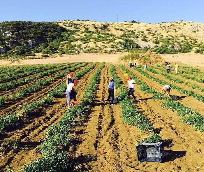 agricoltura, generico