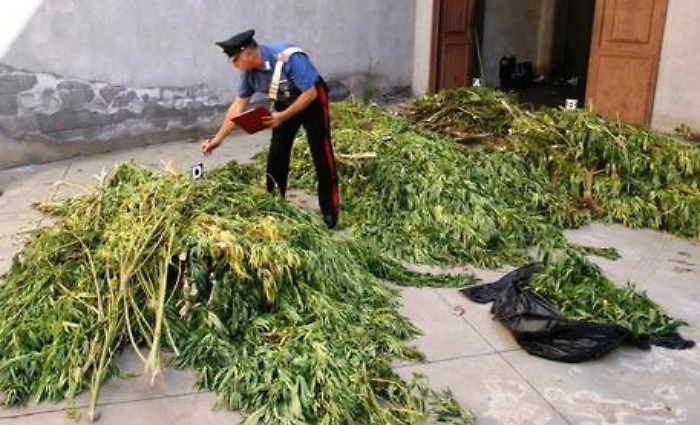 Piantagione di marjuana scoperta a Priolo Gargallo