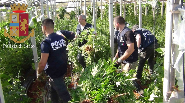 Vittoria, scoperta (con un drone) maxipiantagione con 6,5 tonnellate di marijuana