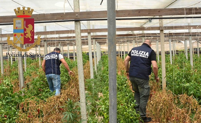 Vittoria, tra i peperoni scoperta un'altra mega serra piena di marijuana