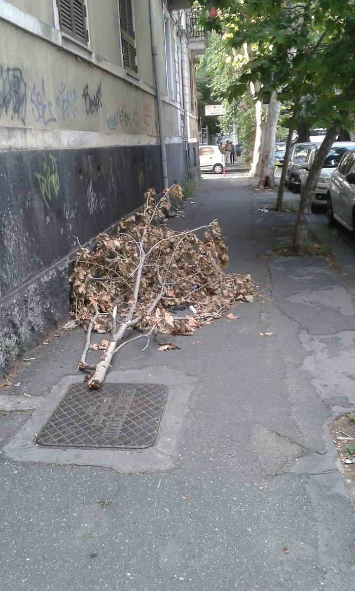 Catania, ramo secco da un mese per strada
