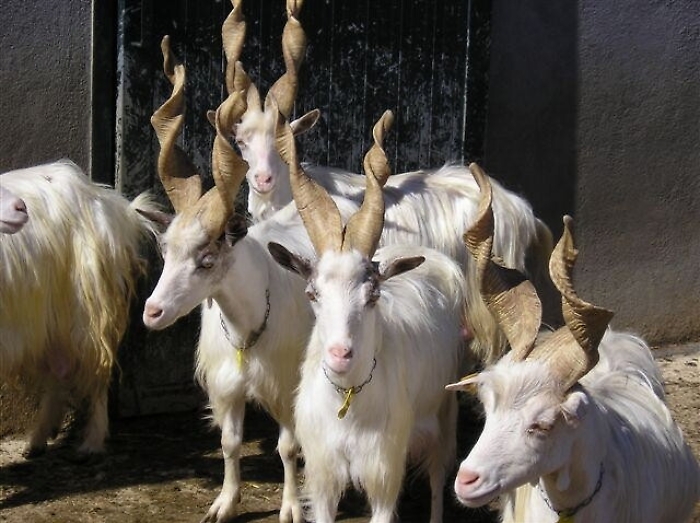 Capre girgentane ed extravergine,la Sicilia scopre un nuovo turismo