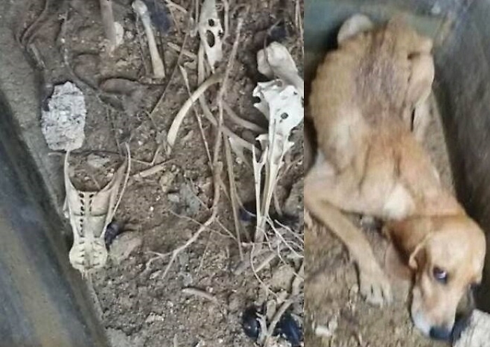 Marsala, turisti scoprono fossa comune di cani e l&igrave; vicino cagnetta ancora viva