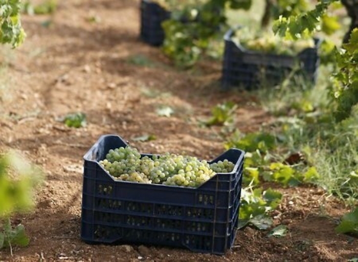 Furto uva fa saltare produzione "Bukkuram", ma da solidariet&agrave; nasce nuovo passito