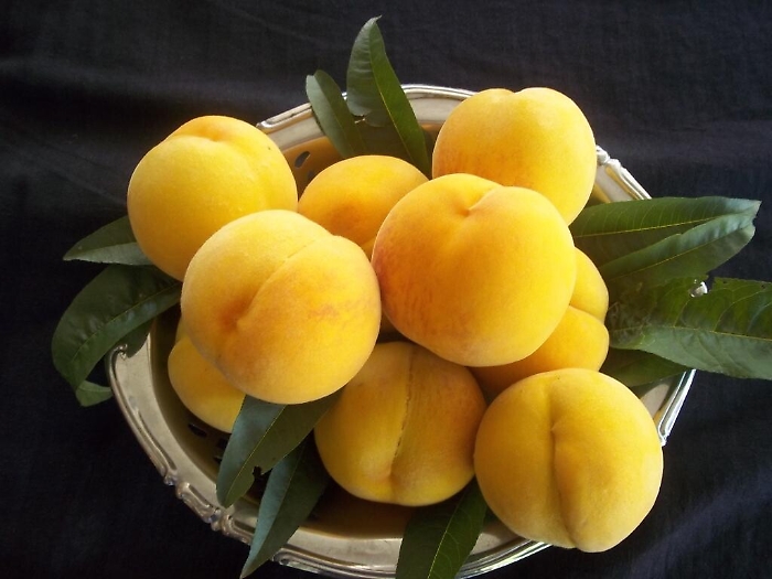 Al via raccolta Pesca di Leonforte Igp: ecco cosa la rende pi&ugrave; buona e genuina