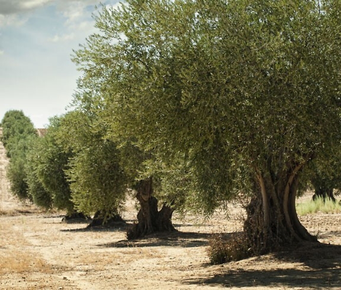 Il 2018 anno pi&ugrave; caldo dal 1800: a rischio eccellenze enogastronomiche 