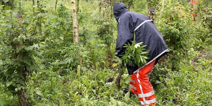 Catania, colpo alla filiera della marijuana: 21 arresti nel Calatino
