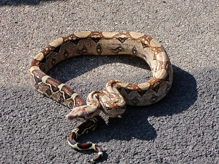Pitone per strada a Palermo, fruttivendolo lancia l'allarme
