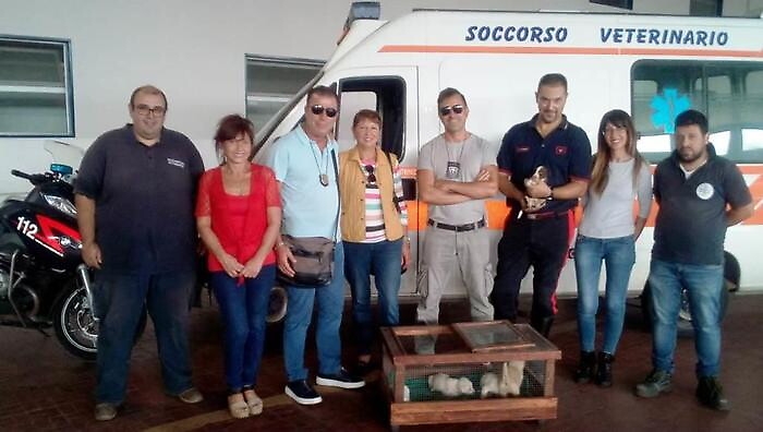 Scatolone si "muove" tra i rifiuti: dentro c'erano 5 cagnolini