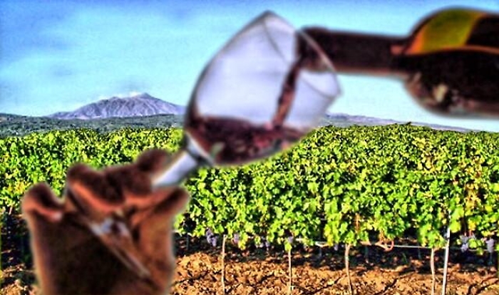 Vini Doc Sicilia, 2018 "mostruoso": prodotte 80 milioni di bottiglie... 