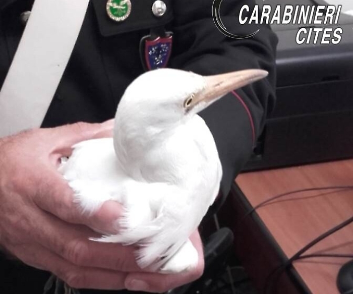 Valderice, bracconieri feriscono un airone guardabuoi