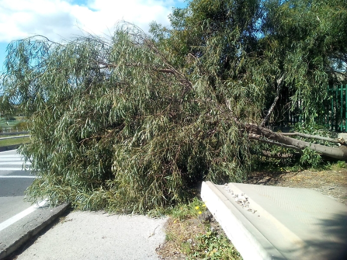 Catania, San Giorgio: albero caduto sul marciapiede al Viale Biagio Pecorino