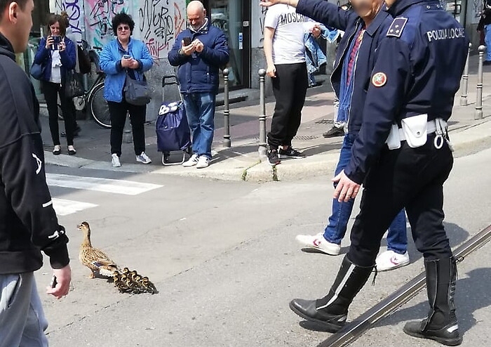 A Milano mamma anatra e anatroccoli "scortati" dalla polizia