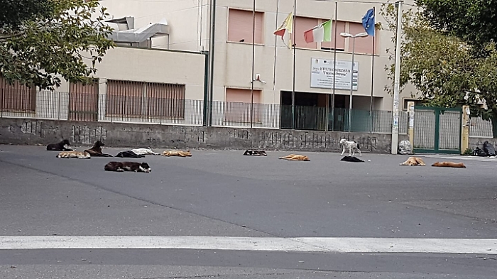 Catania: branco di cani randagi aggressivi nel quartiere San Nullo