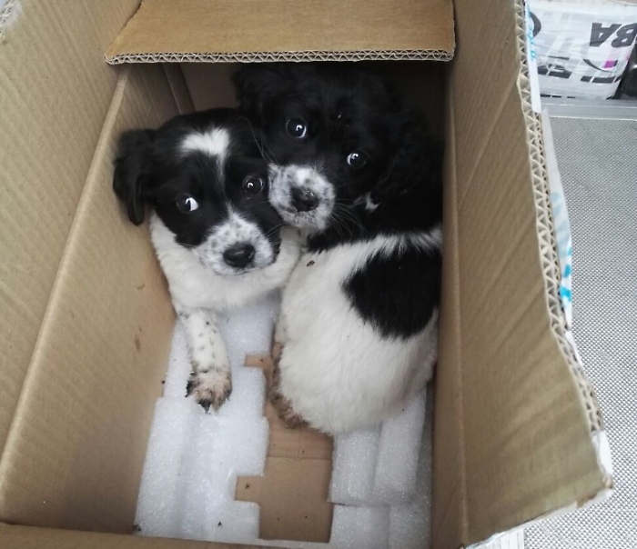 Lancia scatola dall'auto con due cagnolini dentro: denunciato