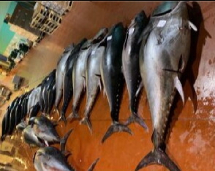 Riposto, sequestrati tremila chili di tonno rosso privo di tracciabilit&agrave;