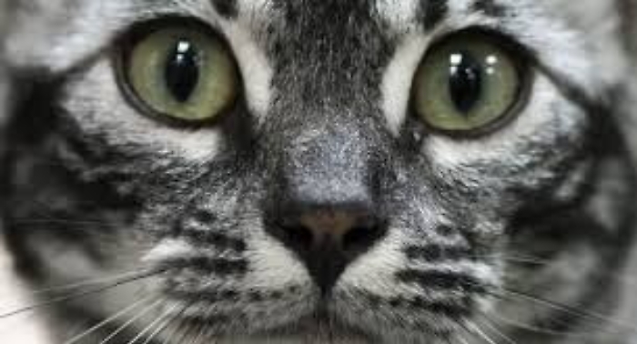 Sconcerto a Canicatt&igrave;, uccide e sviscera un gattino per mangiarlo