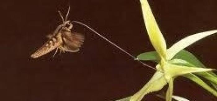 La botanica al Distretto Turistico Valle dei templi