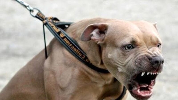 Milazzo, lacerata dai morsi di un pitbull: donna in ospedale