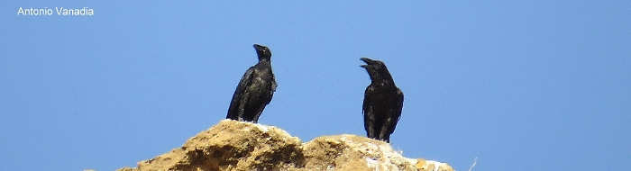 Rupe Atenea: i corvi imperiali onorano i propri simili che muoiono