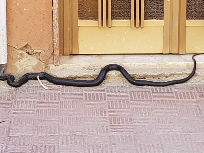 Serpenti lungo il centro di Aragona