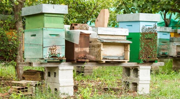 Lentini, scoperte arnie con coleottero infestante