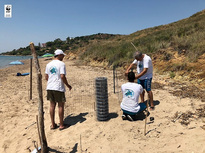 Secondo nido di tartaruga Caretta caretta a Sciacca