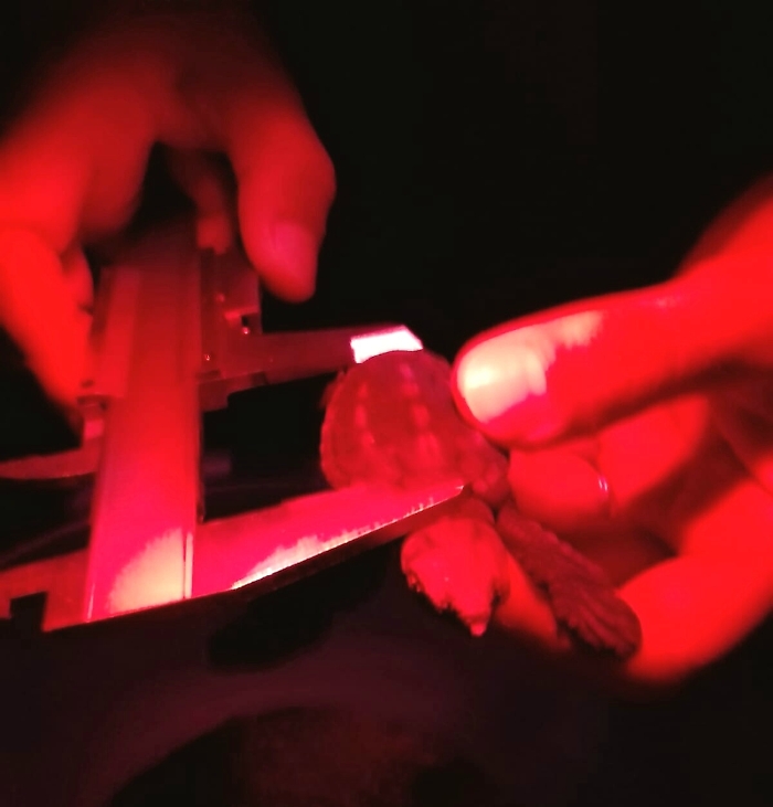 Linosa: nate le prime 10 Caretta caretta