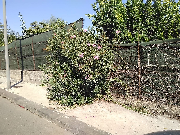 Giarre: Oleandro cresciuto sul marciapiede impedisce il passaggio dei pedoni