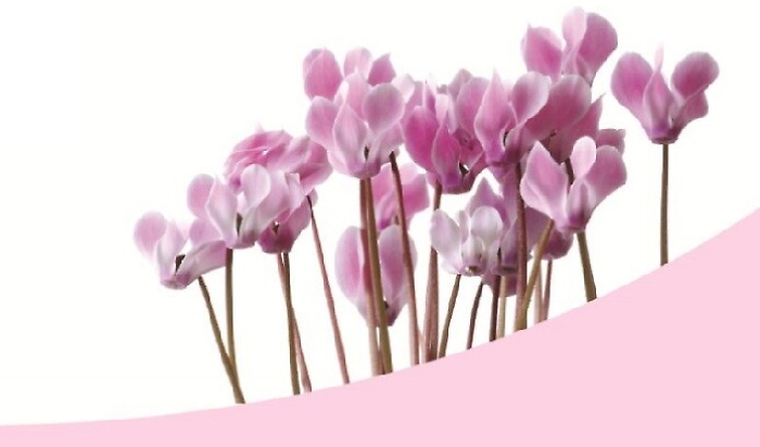 Lotta alla Sclerodermia, un ciclamino per far fiorire la ricerca