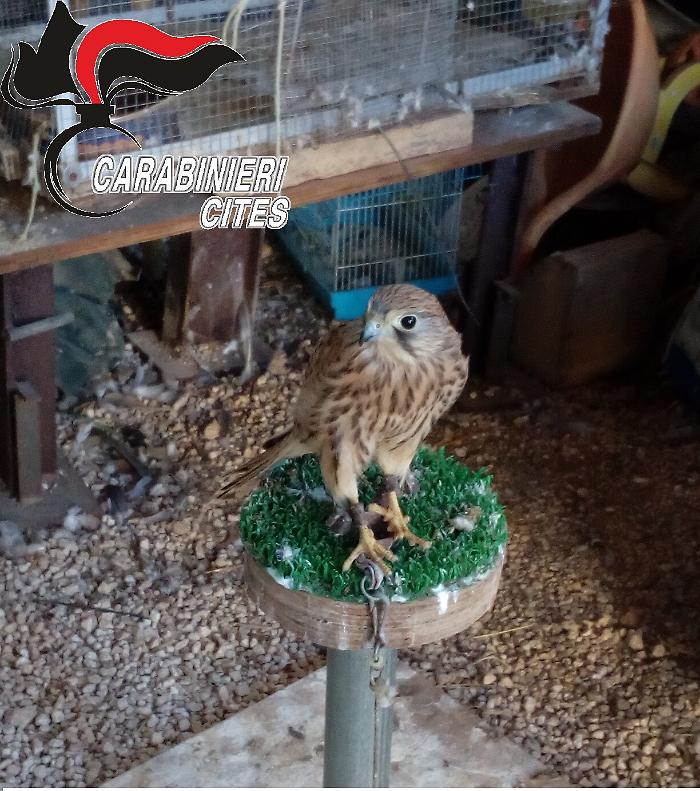 Siracusa, blitz nella villa di un falconiere; trovato un gheppio rapito dal nido