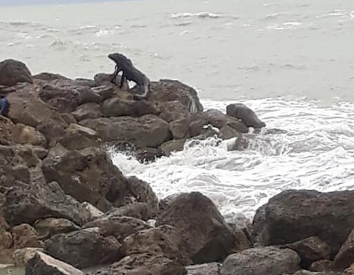 Un varano a San Leone, ma in verit&agrave; &egrave; un tronco d'albero
