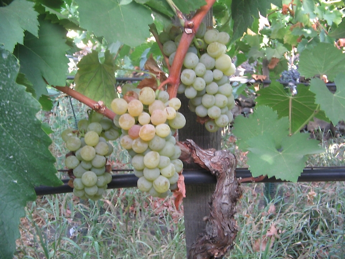 La Sicilia "mamma" della viticoltura in Italia 