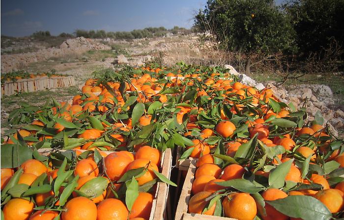 Mafia e arance: assalto ai beni del clan Nardo, sigilli a due ditte a Lentini