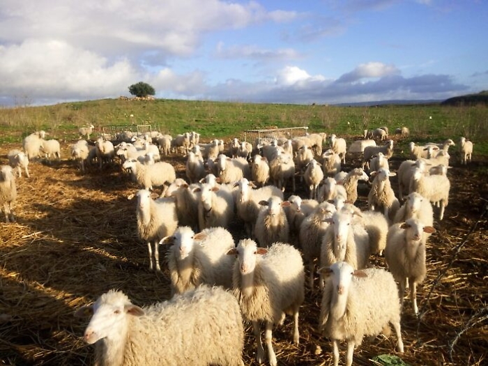 Coronavirus, pasticcerie chiuse, zootecnica agrigentina in ginocchio
