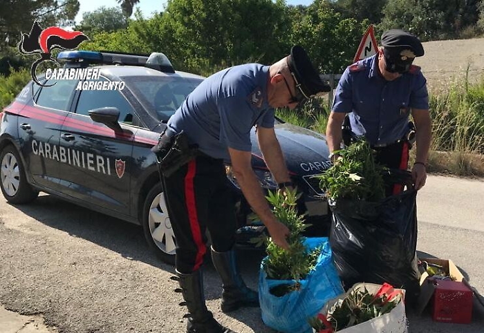 Licata, 180 piante di cannabis rinvenuto dai carabinieri, un uomo in manette 