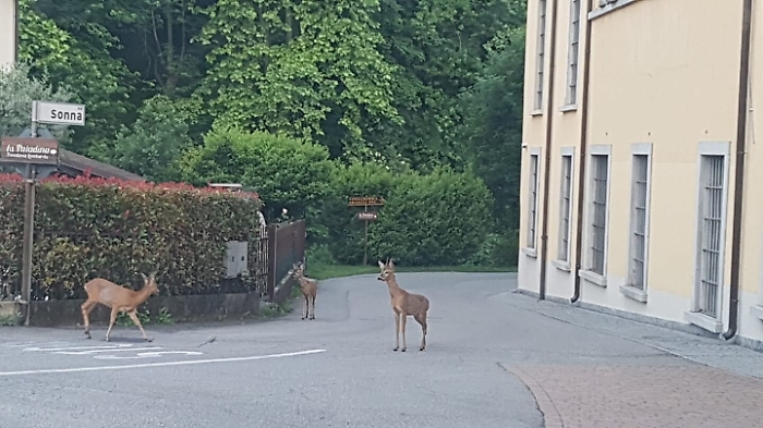 Coronavirus, nel bergamasco gli animali si ritagliano spazi in citt&agrave; 