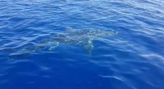 Lampedusa, avvistato un grande squalo bianco da alcuni pescatori