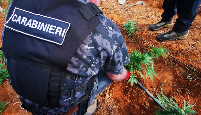 Gela, la cannabis coltivata in serra:Cc arrestato un egiziano di 31 anni