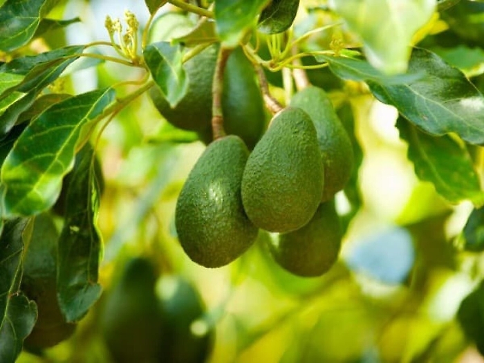 L'avocado siciliano trasformato in elisir di fertilit&agrave;